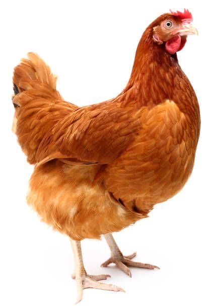 Poulet local