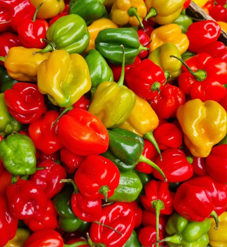Piment